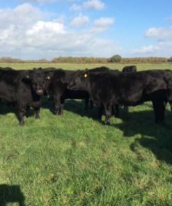 Buy ABERDEEN ANGUS CATTLE online