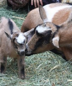 Buy ALPINE DAIRY GOAT online