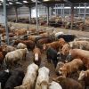 Buy CATTLE FOR SLAUGHTERING online