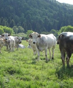Buy GASCON CATTLE online