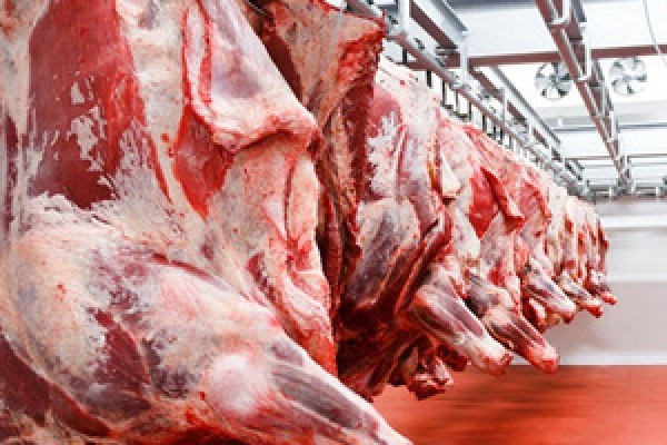 HALAL Fresh-Frozen Beef whole carcass - MARFRIG - BRF SA