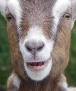 Buy LIVE TOGGENBURG GOAT online