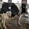 PREGNANT HOLSTEIN HEIFERS AND OTHER DIARY CATTLE - MARFRIG - BRF SA