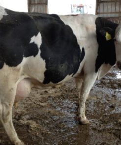 Buy PREGNANT HOLSTEIN HEIFERS AND OTHER DIARY CATTLE online