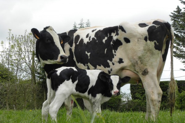 PRIM’HOLSTEIN CATTLE - MARFRIG - BRF SA