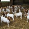 PURE BREED BOER GOAT - MARFRIG - BRF SA