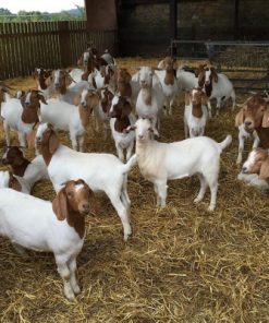 Buy PURE BREED BOER GOAT online