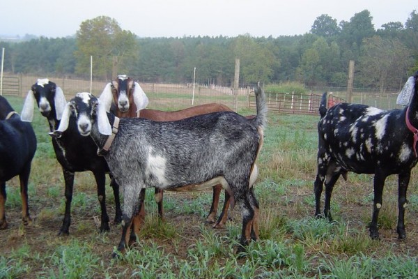 PURE NUBIAN DAIRY GOATS - MARFRIG - BRF SA