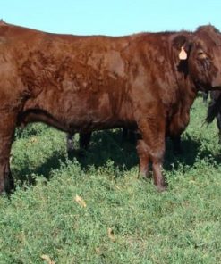 Buy SALERS CATTLE online
