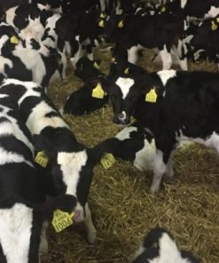 Buy WEANER CALVES online